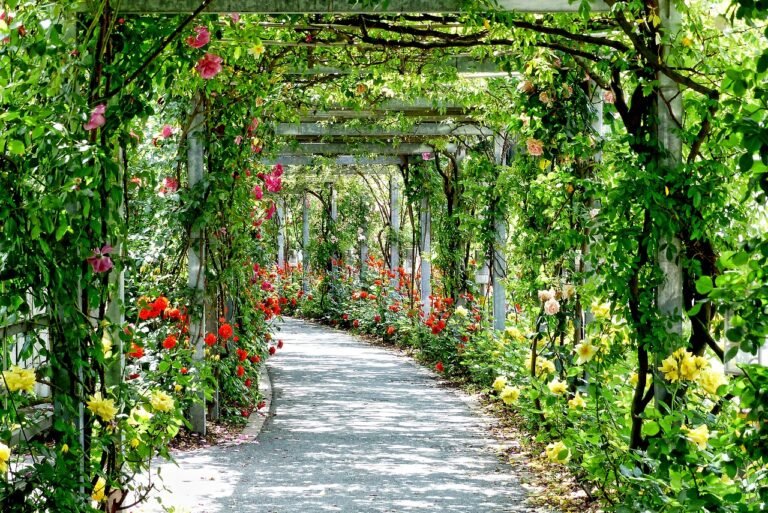 fiori, archi, passaggio-3112055.jpg